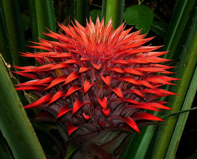 Bromelienblüte aus dem tropischen Regenwald Panguanas.