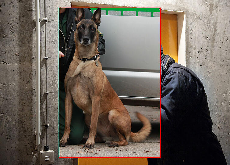 Tina (vierjähriger Belgischer Schäferhund, der auf Sprengstoff spezialisiert ist).