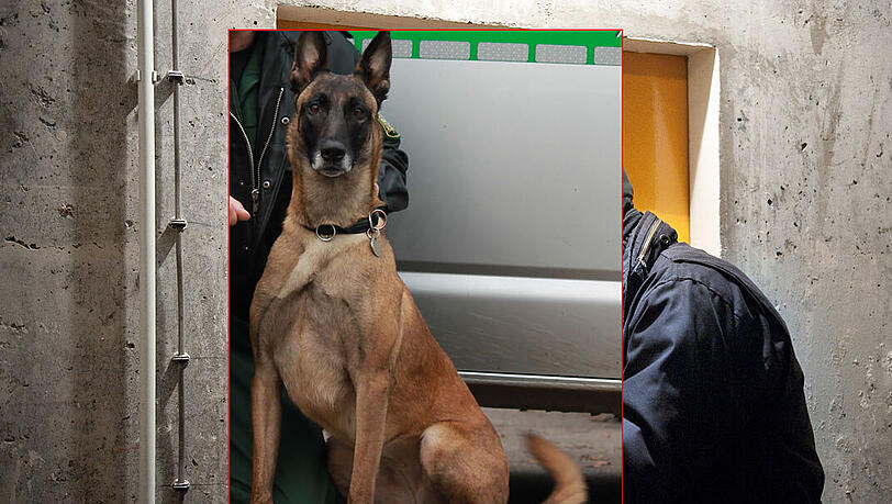 Tina (vierjähriger Belgischer Schäferhund, der auf Sprengstoff spezialisiert ist). Tina (vierjähriger Belgischer Schäferhund, der auf Sprengstoff spezialisiert ist).