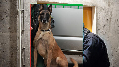Tina (vierjähriger Belgischer Schäferhund, der auf Sprengstoff spezialisiert ist).