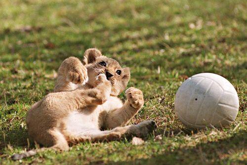 Wehrlos in Zeiten der Fußball-Geschäftemacher? Der Löwe, sagt Übernahme-Experte Kaenzig, könne noch wachsen und sei deshalb interessant für Großinvestoren.