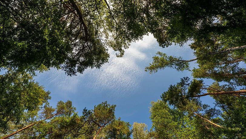 Der Bayerische Jagdverband fordert eine Novelle des Waldgesetzes in Bayern. (Symbolfoto)