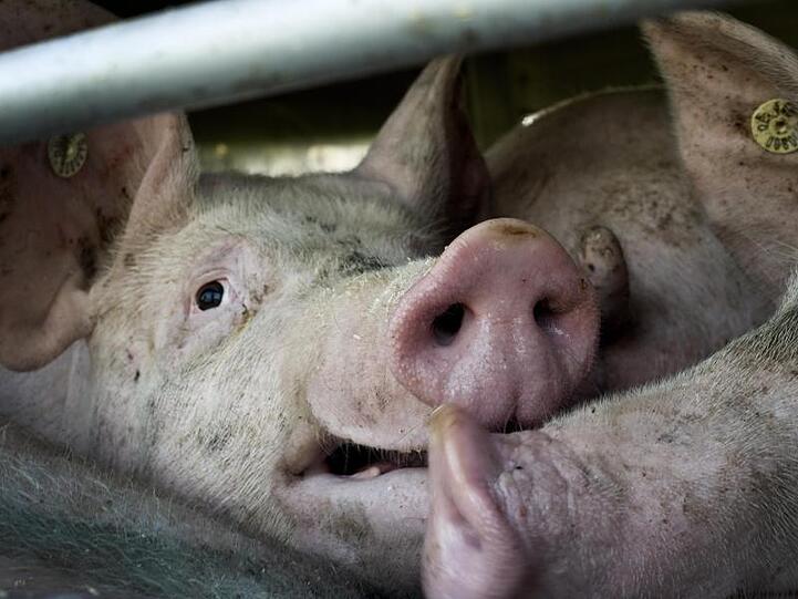 Bundeslandwirtschaftsministerin Julia Klöckner wirbt für eine Tierwohlabgabe und will verstärkt gegen Dumping-Preise beim Fleisch vorgehen. Die Grünen fordern Tempo.