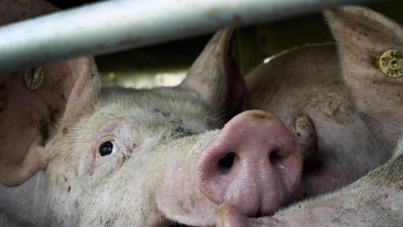 Bundeslandwirtschaftsministerin Julia Klöckner wirbt für eine Tierwohlabgabe und will verstärkt gegen Dumping-Preise beim Fleisch vorgehen. Die Grünen fordern Tempo. Bundeslandwirtschaftsministerin Julia Klöckner wirbt für eine Tierwohlabgabe und will verstärkt gegen Dumping-Preise beim Fleisch vorgehen. Die Grünen fordern Tempo.