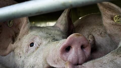 Bundeslandwirtschaftsministerin Julia Klöckner wirbt für eine Tierwohlabgabe und will verstärkt gegen Dumping-Preise beim Fleisch vorgehen. Die Grünen fordern Tempo.