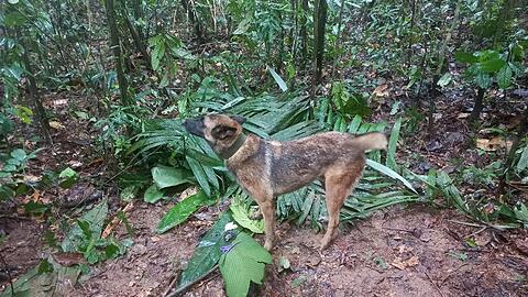 Suchhund Ulises hat einen behelfsmäßigen Unterschlupf gefunden, den die vermissten Kindern offenbar gebaut haben.