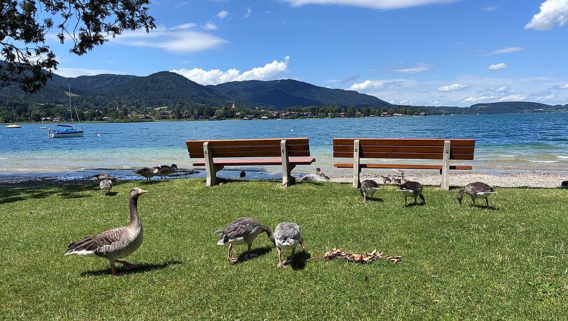Am Tegernsee treten die Wasservögel in diesem Sommer zum Teil verstärkt auf. Am Tegernsee treten die Wasservögel in diesem Sommer zum Teil verstärkt auf.