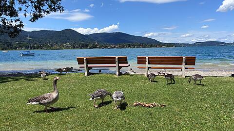 Am Tegernsee treten die Wasserv&ouml;gel in diesem Sommer zum Teil verst&auml;rkt auf.