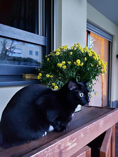 Milly
