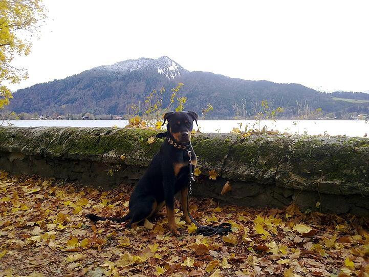 Rottweilerhündin "Mona".