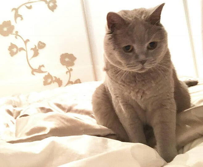 Merlin