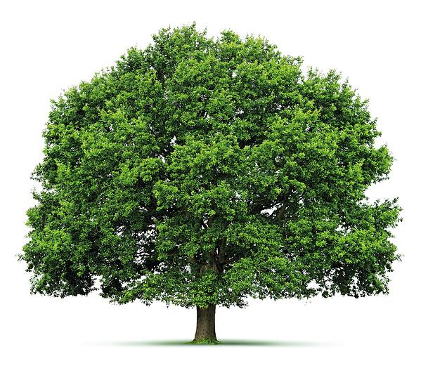 2.686 gepflanzte B&auml;ume im Jahr 2024 f&uuml;r jedes neu gewonnene Mitglied - auch das ist die M&uuml;nchner Bank eG.