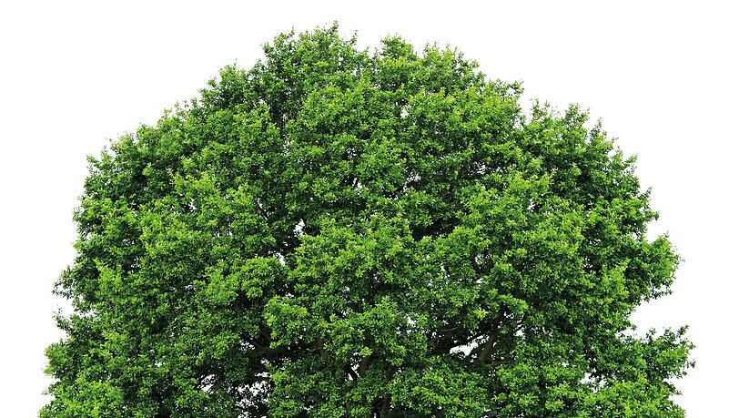 2.686 gepflanzte B&auml;ume im Jahr 2024 f&uuml;r jedes neu gewonnene Mitglied - auch das ist die M&uuml;nchner Bank eG.