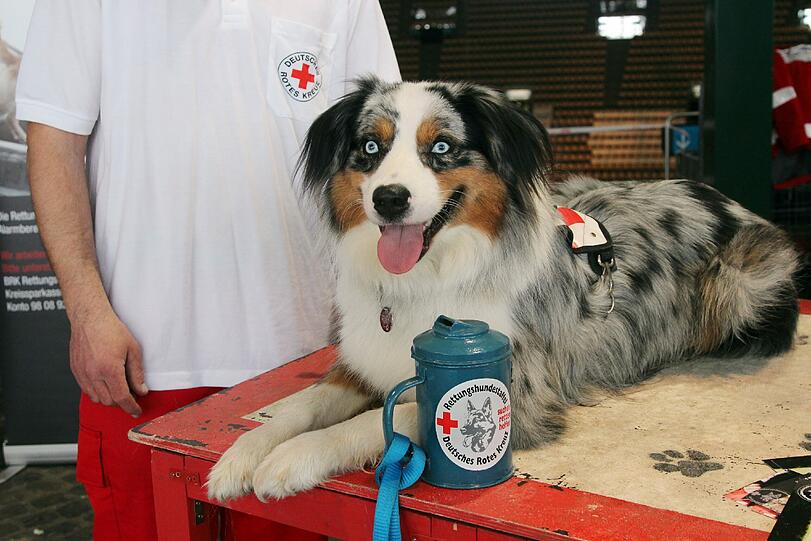Dieser Hund ist berufstätig: Australian Shepherd "Simba" gehört zur Rettungsstaffel des Münchner Roten Kreuzes.