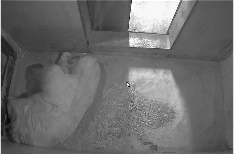 Beschützend liegt Eisbärmama Flocke neben ihrem Nachwuchs im Zoo in Antibes.