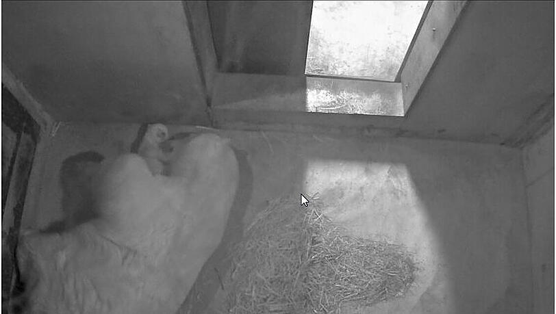 Beschützend liegt Eisbärmama Flocke neben ihrem Nachwuchs im Zoo in Antibes. Beschützend liegt Eisbärmama Flocke neben ihrem Nachwuchs im Zoo in Antibes.