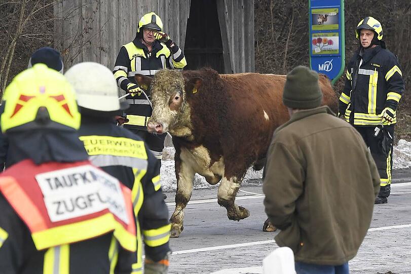Zehn Rinder haben am Montagnachmittag die Einsatzkräfte auf Trab gehalten: Sie waren bei einem Unfall ausgebüxt und weigerten sich beharrlich wieder in den Anhänger zu klettern.