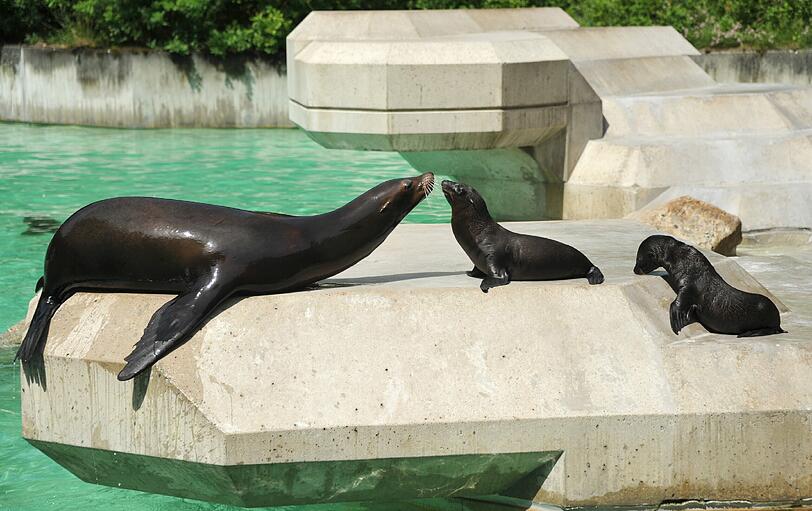 Bussi! Die Baby-Seelöwen genießen die Sonne im Tierpark. Sie sind diesen Juni auf die Welt gekommen.