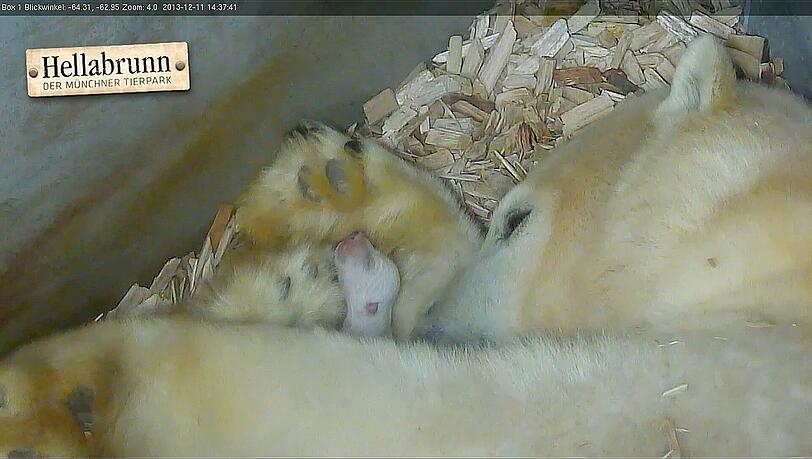 Einfach nur niedlich: Eisbären-Mutter Giovanna kuschelt mit ihren Kleinen in der Mutterbox. Einfach nur niedlich: Eisbären-Mutter Giovanna kuschelt mit ihren Kleinen in der Mutterbox.