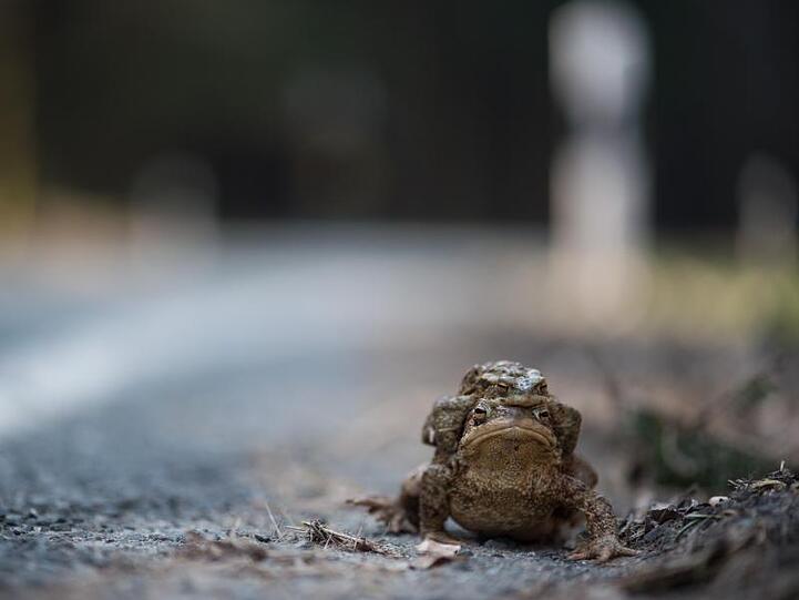 Eine Erdkröte trägt am Rande einer Straße ein männliches Tier in Richtung eines Teiches. Foto: Klaus-Dietmar Gabbert/dpa-Zentralbild/dpa/Archivbild