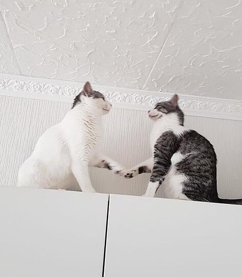 Jerome und Briochi