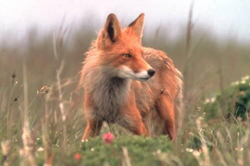 Ein Fuchs wie dieser verfolgte die Frau beim Zeitungsaustragen.