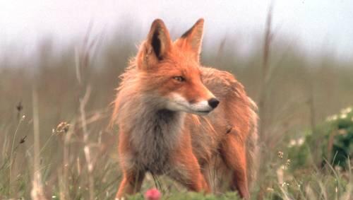 Ein Fuchs wie dieser verfolgte die Frau beim Zeitungsaustragen. Ein Fuchs wie dieser verfolgte die Frau beim Zeitungsaustragen.