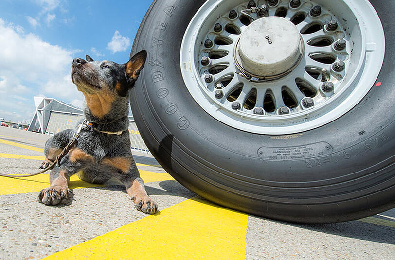 Kurz vor seinem Einsatz sonnt sich "Jack" neben dem Rad einer Boeing 747. Foto: Alexander Heinl