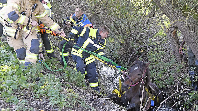 Die Feuerwehr zieht "Rio" mit vereinten Kräften aus dem Bachlauf. Die Bilder der Rettungsaktion.