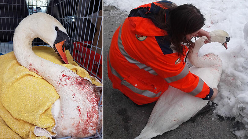 Malgorzata Horvath von der Tierrettung München mit dem verletzten Schwan an der Leopoldstraße.