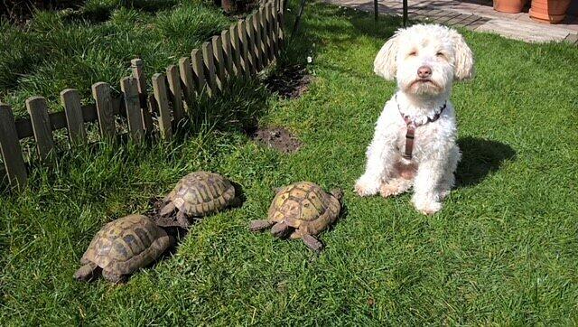 Hund Timmy mit den Schildkröten Mathilde, Adelheit und Einstein
