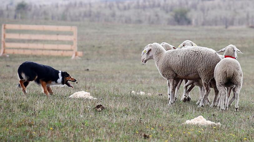 Normalerweise pflegt Schaf eher einen gewissen Sicherheitsabstand zum Hund. (Symbolbild)