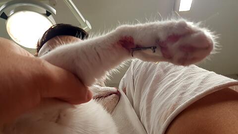 Am Haken: Katze Brie konnte sich nicht selbst von dem Angelhaken mit Widerhaken befreien.