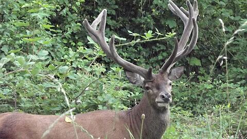 Er taucht immer wieder in Bad Wiessee auf, etwa im Garten des Bürgermeisters Peter Höß. Wo wohl als nächstes?