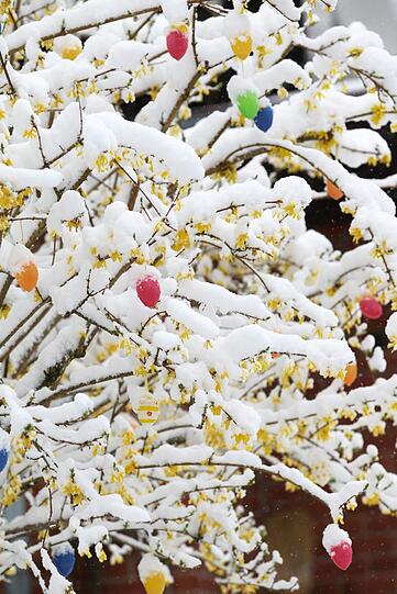 Ostereier hängen am Ostersonntag (08.04.2012) in Baierbrunn im Landkreis München (Oberbayern) an einem schneebedeckten Forsythienstrauch.