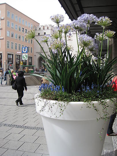 AZ-Leserin Martina Pudelko hat überall in der Innenstadt frühlingshafte Fotomotive gefunden.