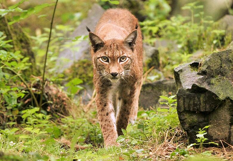 Die Politik wehrt sich nun gegen die Luchs-Tötungen.