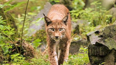 Die Politik wehrt sich nun gegen die Luchs-Tötungen.
