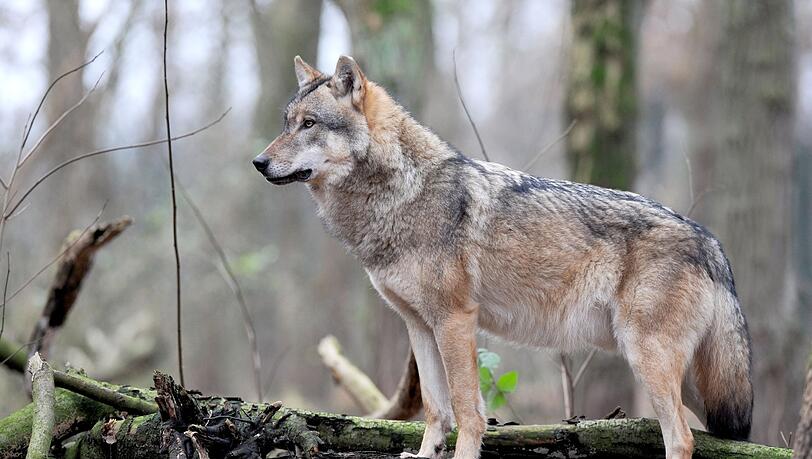 gegen die Abschussfreigabe eines Wolfes klagt nun der Bund Naturschutz. (Symbolbild)