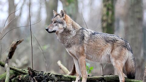 gegen die Abschussfreigabe eines Wolfes klagt nun der Bund Naturschutz. (Symbolbild)