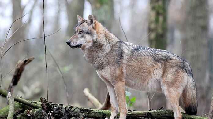 gegen die Abschussfreigabe eines Wolfes klagt nun der Bund Naturschutz. (Symbolbild)