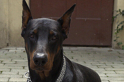 Ein Dobermann hat einen Jogger in Lochhausen angefallen (Symbolbild)