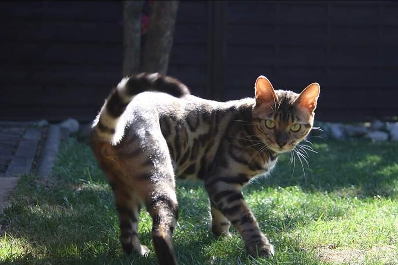 Katze