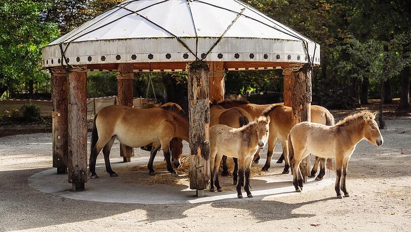 Die Przewalski-Pferde, auch mongolisches Ur-Wildpferd genannt, sind eines der Highlights im Tierpark.