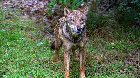Der Wolf soll ins bayerische Jagdrecht aufgenommen werden. (Symbolbild)