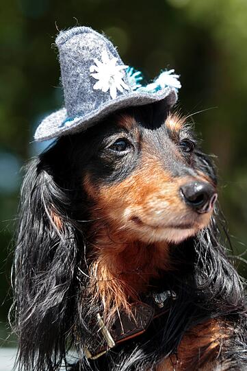 Es gehört für einen Münchner schon zum guten Ton, einmal mit einem Hund im E-Garten Gassi gewesen zu sein. Der Dackelverein München feierte heuer in Riem seine erste "Dackelparty". Es gehört für einen Münchner schon zum guten Ton, einmal mit einem Hund im E-Garten Gassi gewesen zu sein. Der Dackelverein München feierte heuer in Riem seine erste "Dackelparty".