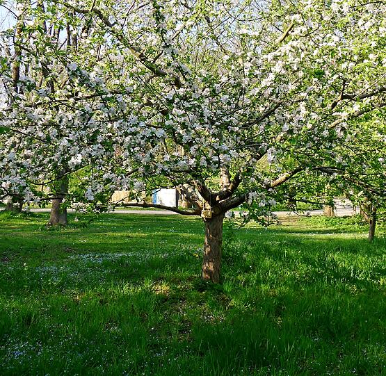 Die Streuobstwiese im ÖBZ.