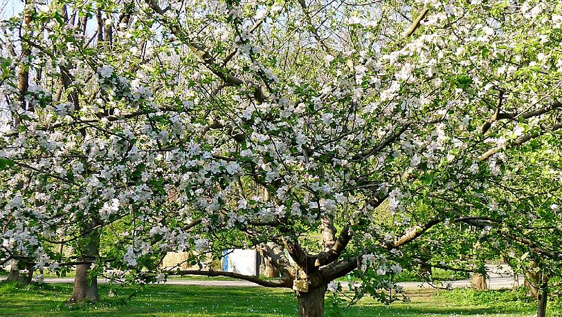 Die Streuobstwiese im ÖBZ. Die Streuobstwiese im ÖBZ.