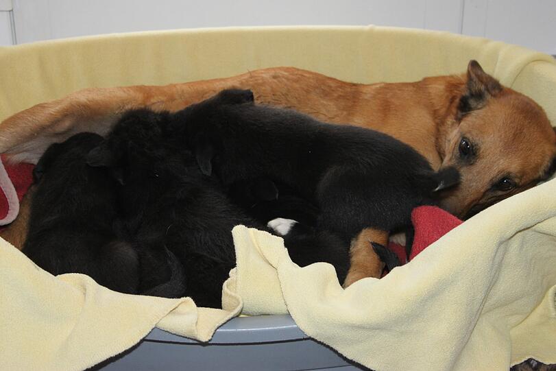 27 Hunde gerettet. Die Bilder zum Durchklicken.