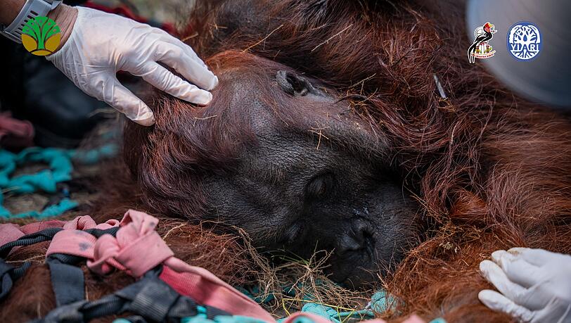 Das Orang-Utan-Männchen starb wahrscheinlich infolge der Waldbrände. Das Orang-Utan-Männchen starb wahrscheinlich infolge der Waldbrände.